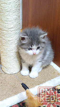 Отдам котят в хорошие руки Донецк - изображение 3