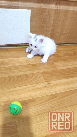 Отдам котят в хорошие руки Донецк - изображение 2