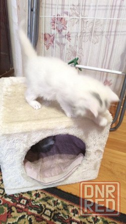 Отдам котят в хорошие руки Донецк - изображение 1