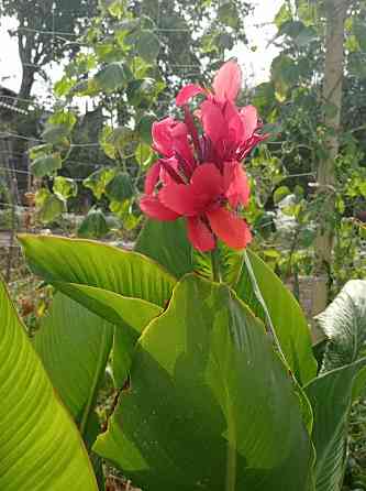 Канна, каны Донецк