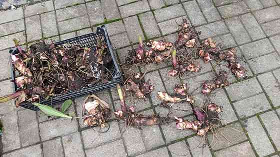 Канна, каны Донецк