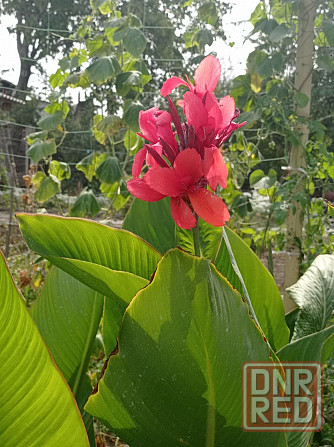 Канна, каны Донецк - изображение 3