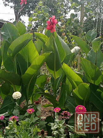 Канна, каны Донецк - изображение 2