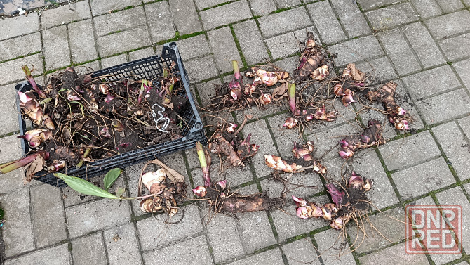 Канна, каны Донецк - изображение 1