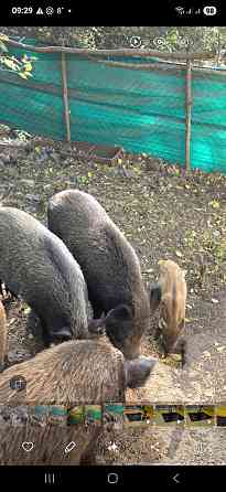 Дикие кабанчики Иловайск