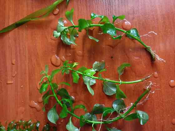 Аквариумные водоросли. Донецк