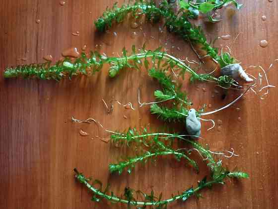 Аквариумные водоросли. Донецк