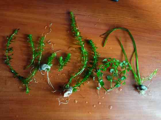 Аквариумные водоросли. Донецк