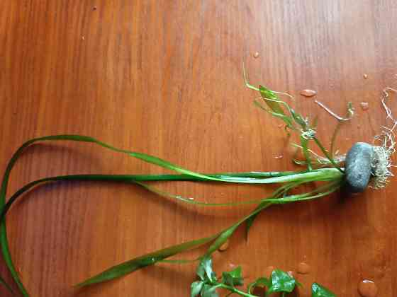 Аквариумные водоросли. Донецк