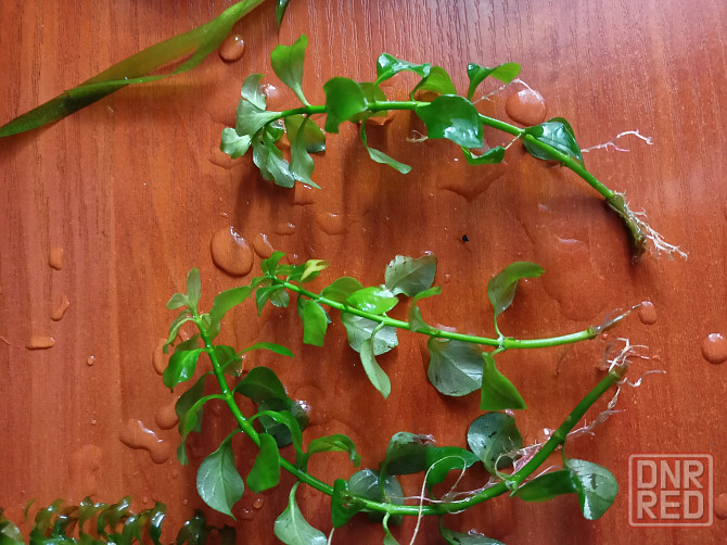 Аквариумные водоросли. Донецк - изображение 4