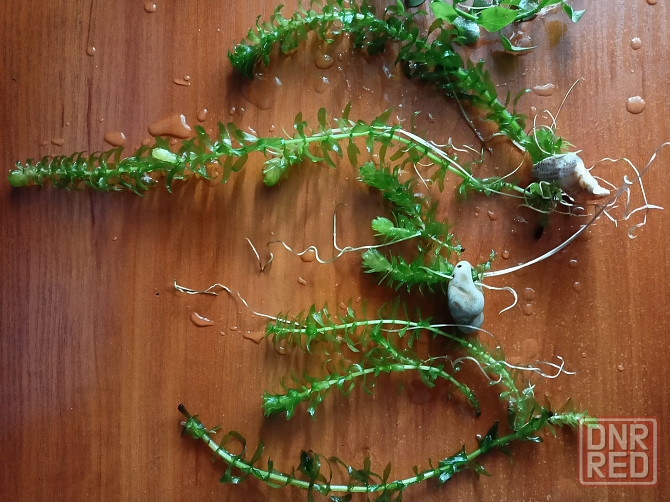 Аквариумные водоросли. Донецк - изображение 2