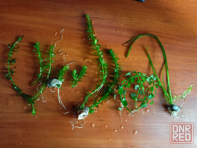 Аквариумные водоросли. Донецк - изображение 1