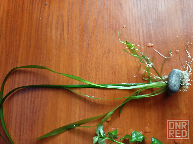 Аквариумные водоросли. Донецк - изображение 3