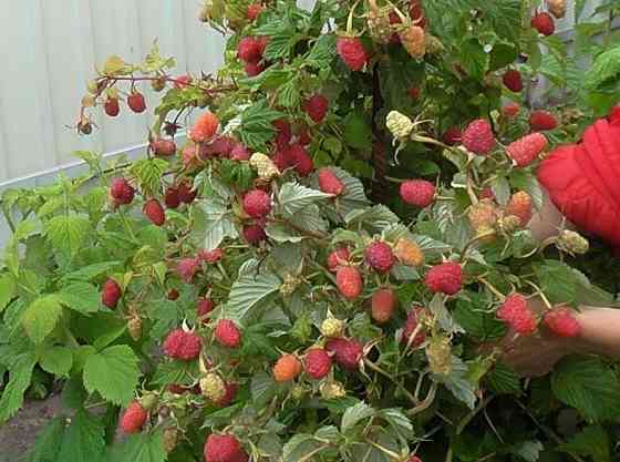 Малина без колючек Донецк