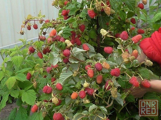 Малина без колючек Донецк - изображение 1