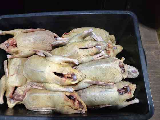 Домашняя вкусная уточка и гусь Донецк