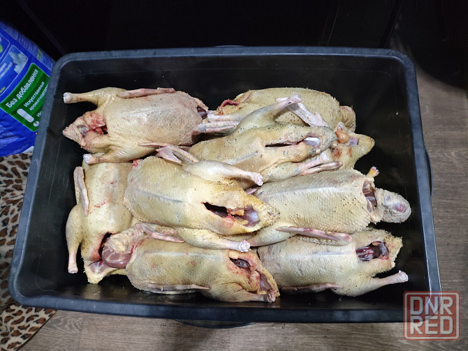 Домашняя вкусная уточка и гусь Донецк - изображение 1