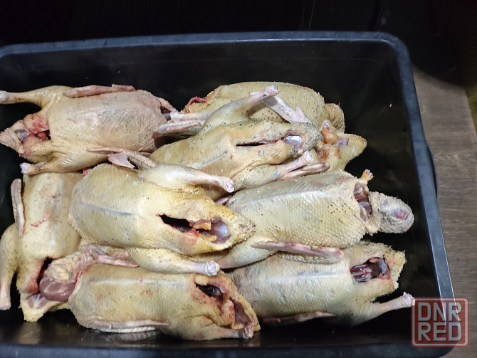 Домашняя вкусная уточка и гусь Донецк - изображение 2