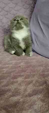 Котята Донецк