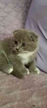 Котята Донецк