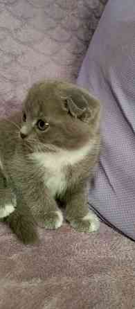 Котята Донецк