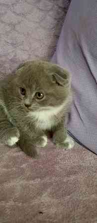 Котята Донецк