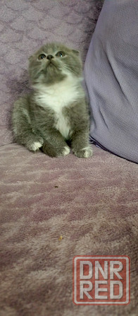 Котята Донецк - изображение 1