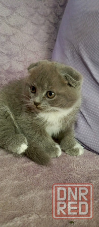 Котята Донецк - изображение 2