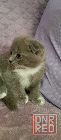 Котята Донецк - изображение 3