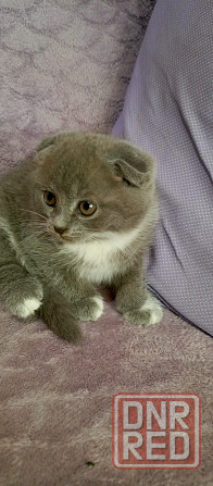 Котята Донецк - изображение 4