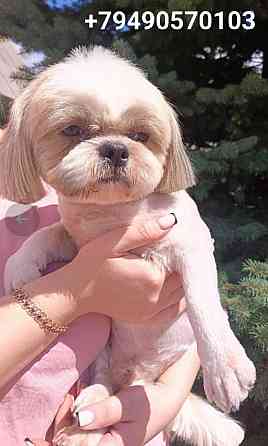 Ши-тцу Ркф Донецк