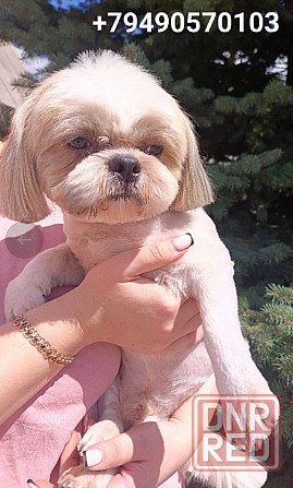 Ши-тцу Ркф Донецк - изображение 1