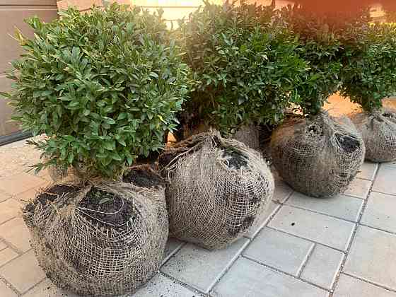 Самшит вечнозелёный Донецк