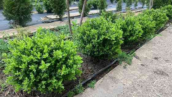 Самшит вечнозелёный Донецк