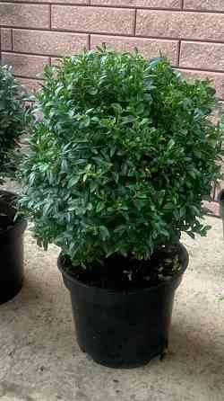 Самшит вечнозелёный Донецк