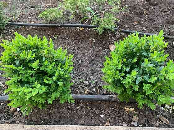 Самшит вечнозелёный Донецк