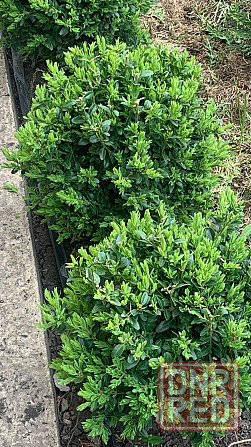 Самшит вечнозелёный Донецк - изображение 4