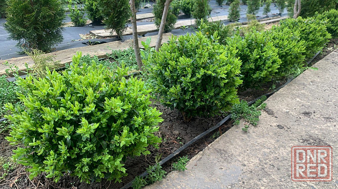 Самшит вечнозелёный Донецк - изображение 5