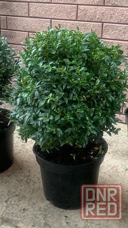 Самшит вечнозелёный Донецк - изображение 1