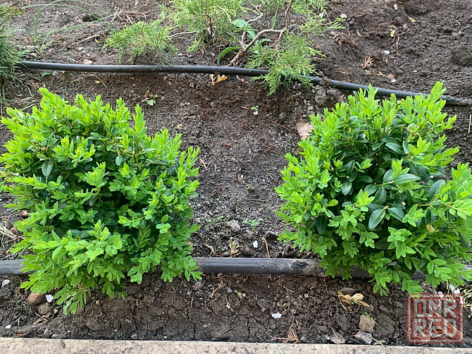 Самшит вечнозелёный Донецк - изображение 3