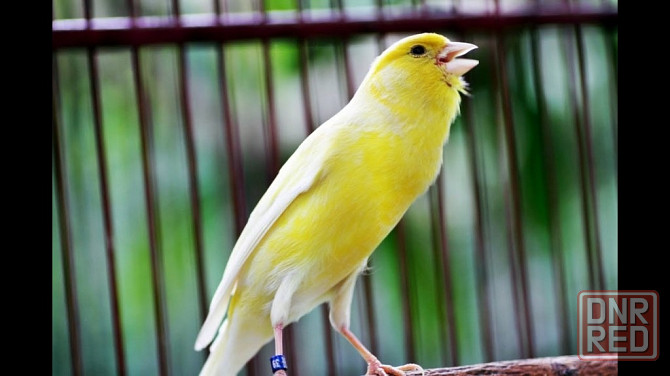 Певчие кенора. Донецк - изображение 1