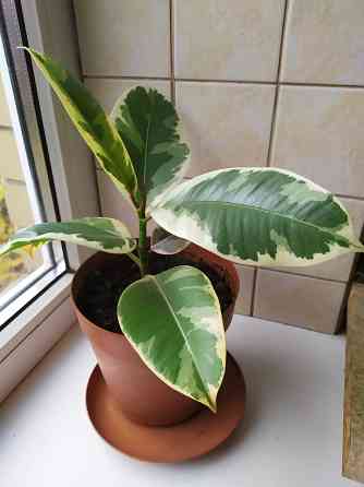 Фикус Эластика Тинеке Макеевка