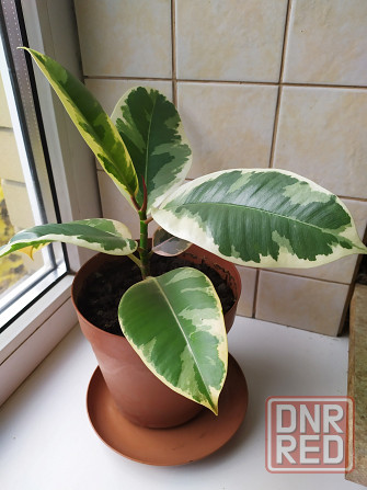 Фикус Эластика Тинеке Макеевка - изображение 1