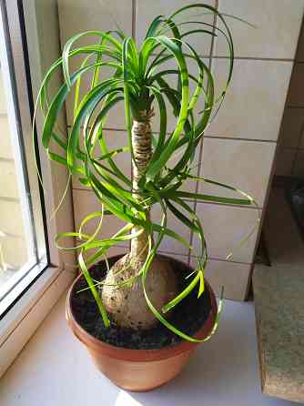 Бокарнея ( нолина) Макеевка