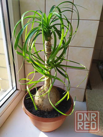 Бокарнея ( нолина) Макеевка - изображение 1