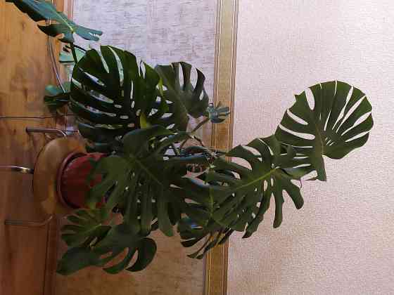 Монстера Макеевка