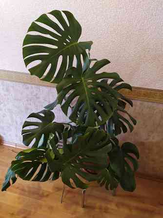 Монстера Макеевка
