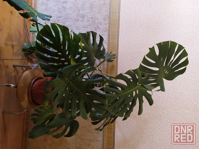 Монстера Макеевка - изображение 2