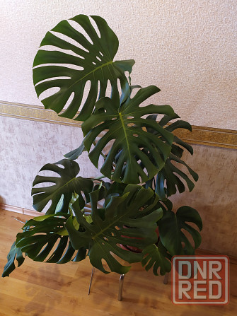 Монстера Макеевка - изображение 1