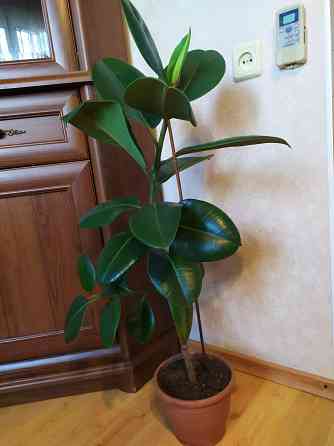 Фикус Робуста Макеевка